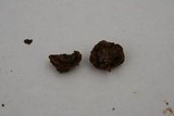 Tolypocladium longisegmentatum image