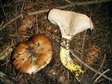 Gomphidius oregonensis image