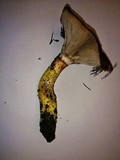 Gomphidius oregonensis image