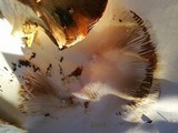 Gomphidius oregonensis image
