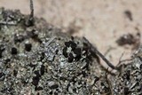 Cladonia cariosa image