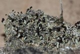 Cladonia cariosa image
