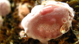 Rhodofomes cajanderi image