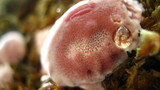 Rhodofomes cajanderi image