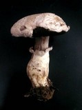 Agaricus vinaceovirens image