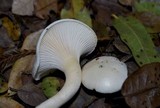 Hygrophorus eburneus image