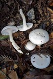 Hygrophorus eburneus image