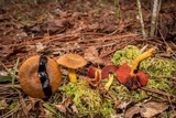 Cortinarius semisanguineus image