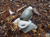 Phallus ravenelii image