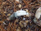Phallus ravenelii image