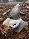 Phallus ravenelii image