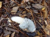 Phallus ravenelii image