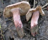 Inocybe adaequata image