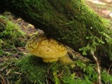 Amanita augusta image
