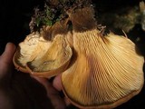 Tapinella atrotomentosa image