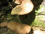 Tapinella atrotomentosa image