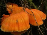 Laetiporus conifericola image