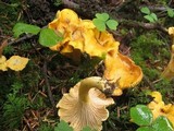 Cantharellus formosus image