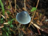 Mycena amicta image