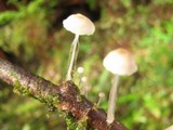 Roridomyces roridus image