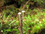 Roridomyces roridus image
