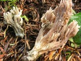 Helminthosphaeria clavariarum image