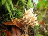 Clavulina coralloides image