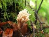 Clavulina coralloides image