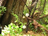 Hemimycena candida image