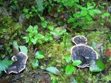 Hydnellum caeruleum image