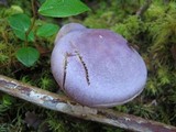 Cortinarius traganus image
