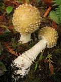 Amanita muscaria var. formosa image