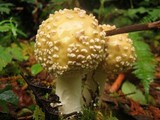 Amanita muscaria var. formosa image