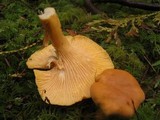 Cantharellus formosus image