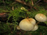 Hypholoma capnoides image