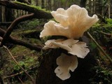 Pleurocybella porrigens image