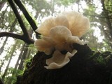 Pleurocybella porrigens image