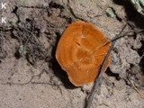 Coltricia cinnamomea image
