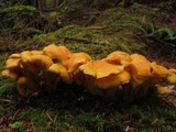 Cantharellus formosus image