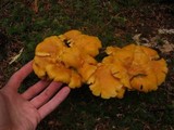 Cantharellus formosus image