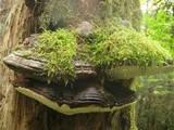 Fomitopsis ochracea image