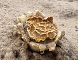 Scleroderma polyrhizum image