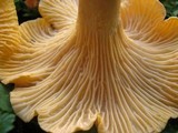 Cantharellus formosus image