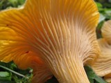 Cantharellus formosus image