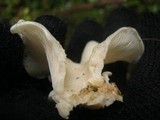 Pleurocybella porrigens image