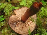 Phaeocollybia redheadii image