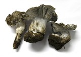 Hygrophorus marzuolus image