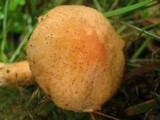 Chroogomphus tomentosus image