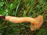 Chroogomphus tomentosus image