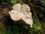 Clitopilus prunulus image